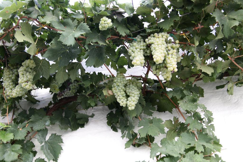 Villa Il Trullo Di Giada E Mattia Alberobello Exterior foto